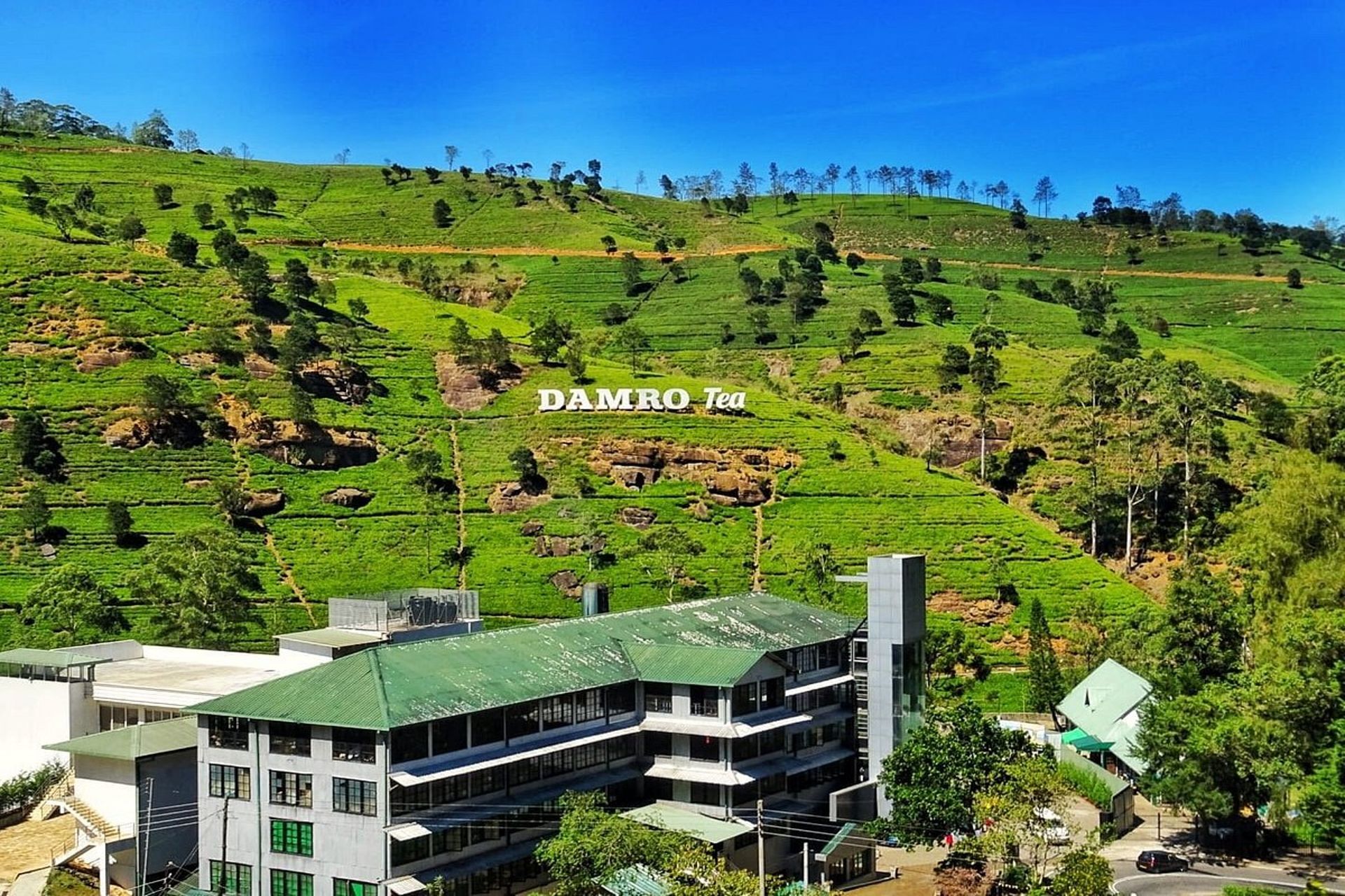 DAMRO TEA ESTATE