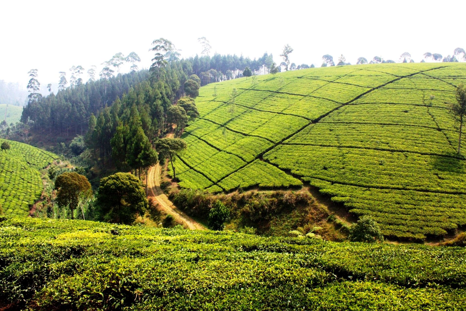 PEDRO TEA ESTATE